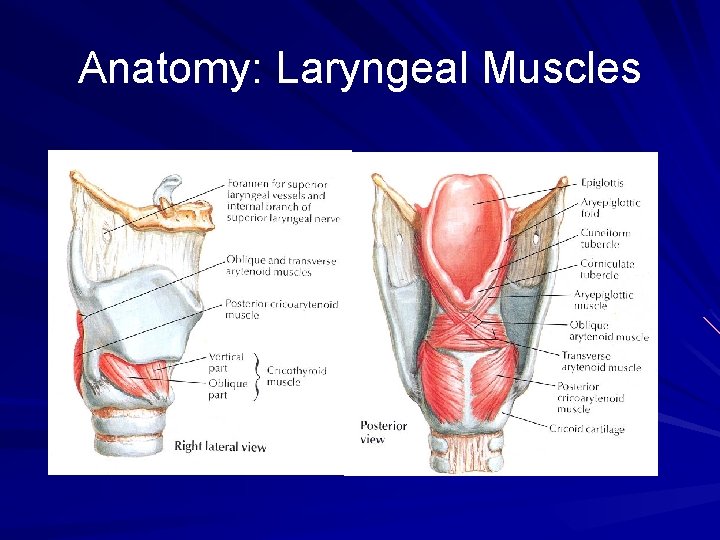 Anatomy: Laryngeal Muscles 