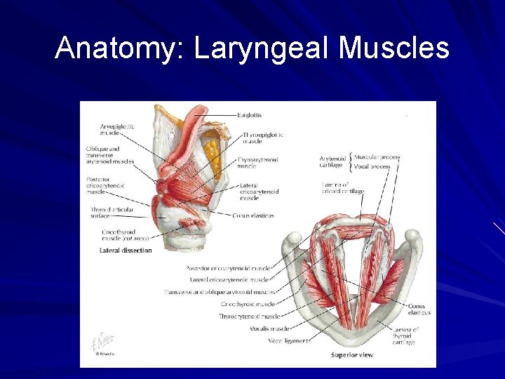 Anatomy: Laryngeal Muscles 