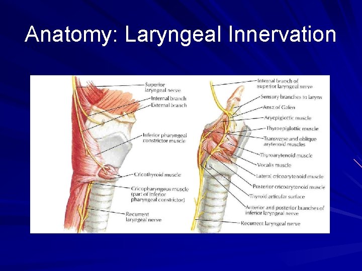 Anatomy: Laryngeal Innervation 