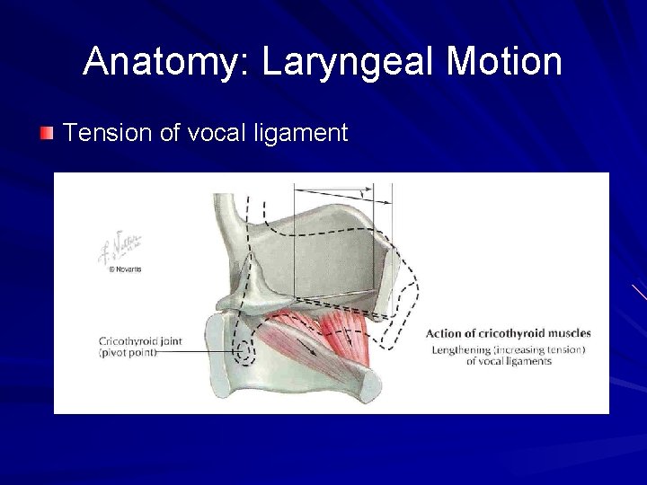 Anatomy: Laryngeal Motion Tension of vocal ligament 