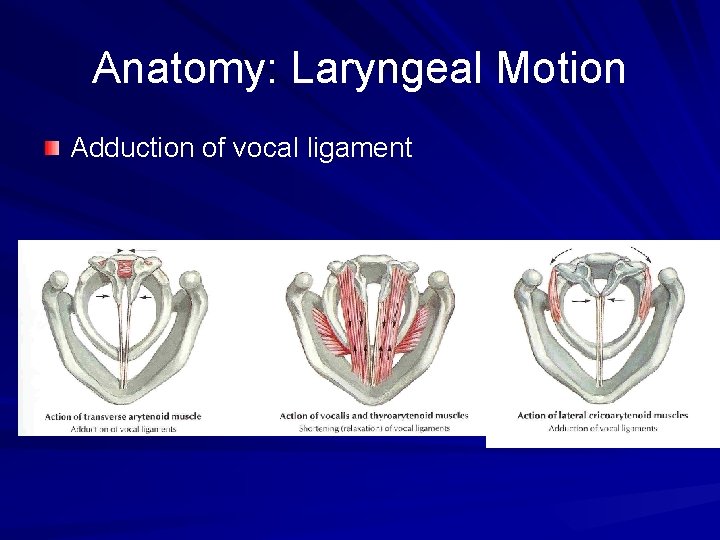 Anatomy: Laryngeal Motion Adduction of vocal ligament 