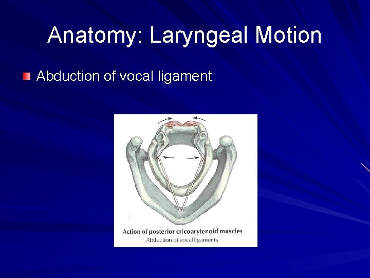 Anatomy: Laryngeal Motion Abduction of vocal ligament 