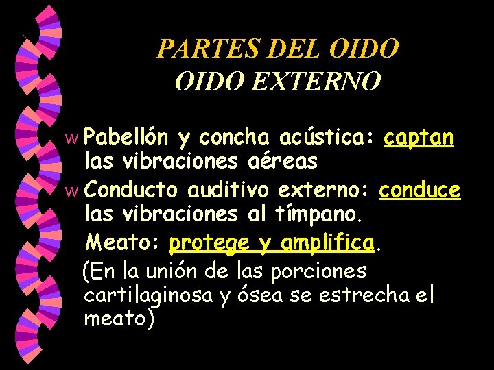 PARTES DEL OIDO EXTERNO Pabellón y concha acústica: captan las vibraciones aéreas w Conducto PARTES DEL OIDO EXTERNO Pabellón y concha acústica: captan las vibraciones aéreas w Conducto