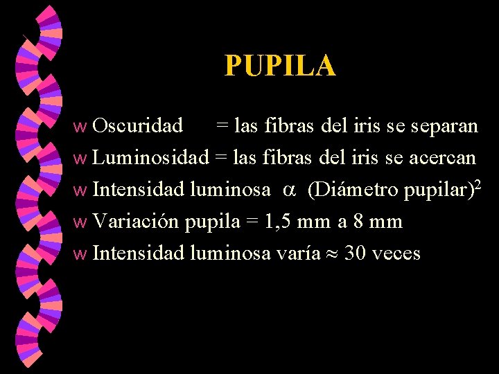 PUPILA Oscuridad = las fibras del iris se separan w Luminosidad = las fibras PUPILA Oscuridad = las fibras del iris se separan w Luminosidad = las fibras
