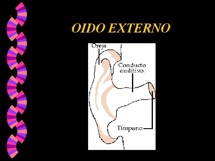 OIDO EXTERNO OIDO EXTERNO