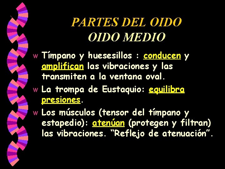 PARTES DEL OIDO MEDIO Tímpano y huesesillos : conducen y amplifican las vibraciones y PARTES DEL OIDO MEDIO Tímpano y huesesillos : conducen y amplifican las vibraciones y