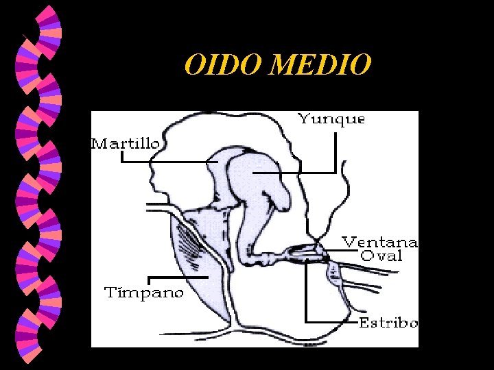 OIDO MEDIO OIDO MEDIO