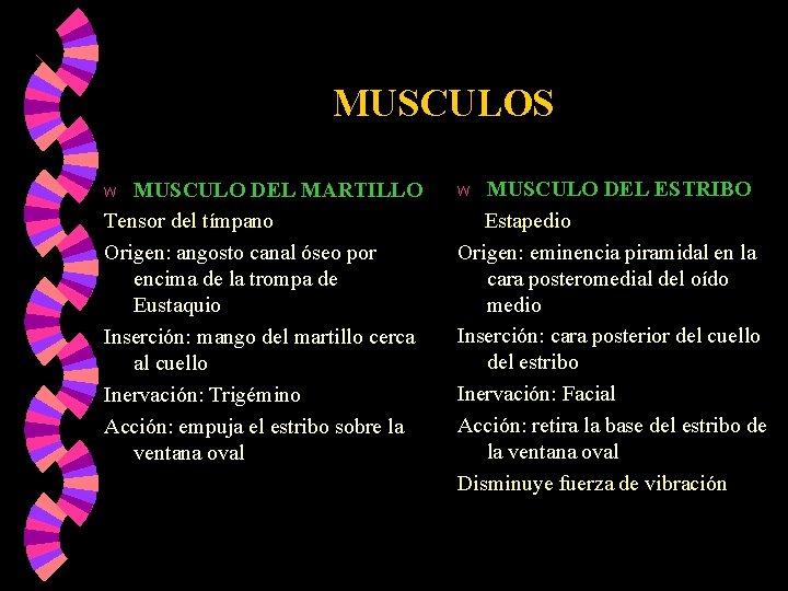MUSCULOS MUSCULO DEL MARTILLO Tensor del tímpano Origen: angosto canal óseo por encima de MUSCULOS MUSCULO DEL MARTILLO Tensor del tímpano Origen: angosto canal óseo por encima de