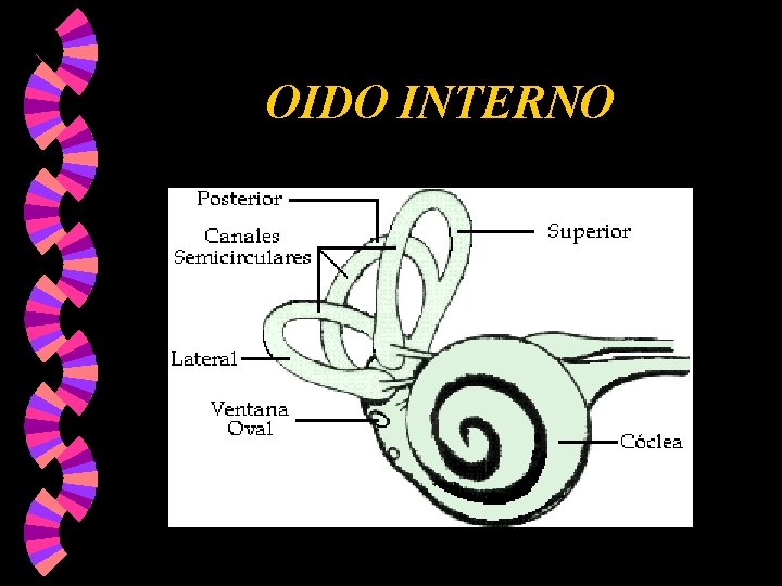OIDO INTERNO OIDO INTERNO