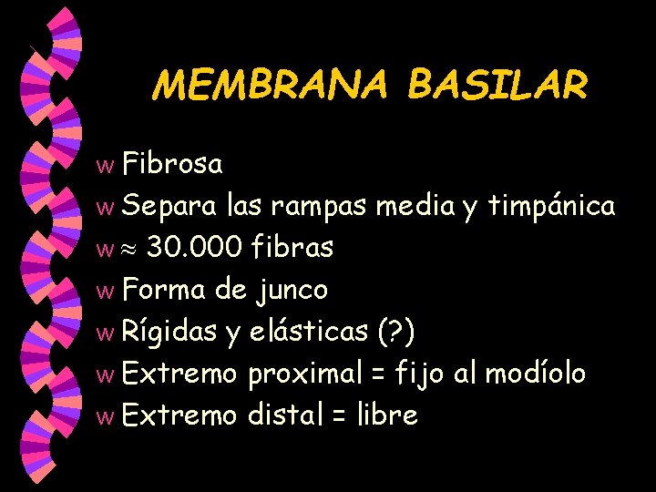 MEMBRANA BASILAR Fibrosa w Separa las rampas media y timpánica w 30. 000 fibras MEMBRANA BASILAR Fibrosa w Separa las rampas media y timpánica w 30. 000 fibras