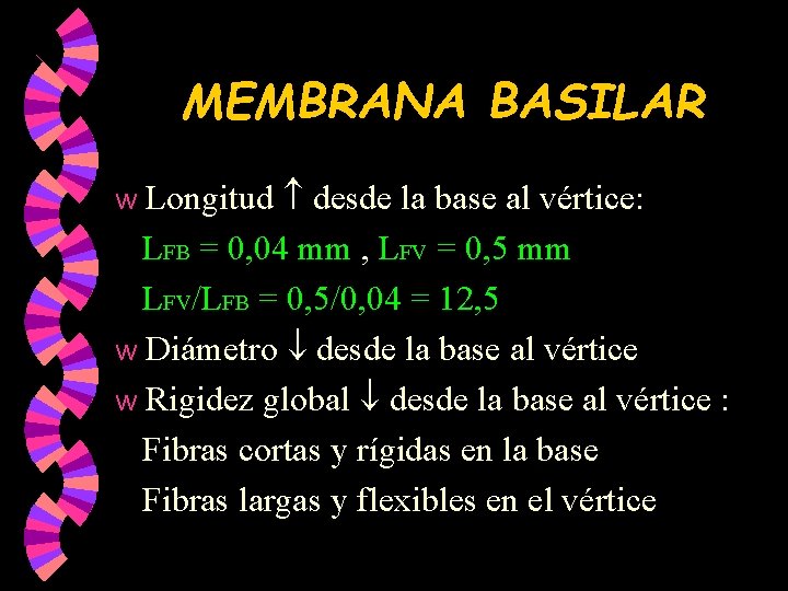 MEMBRANA BASILAR Longitud desde la base al vértice: LFB = 0, 04 mm , MEMBRANA BASILAR Longitud desde la base al vértice: LFB = 0, 04 mm ,