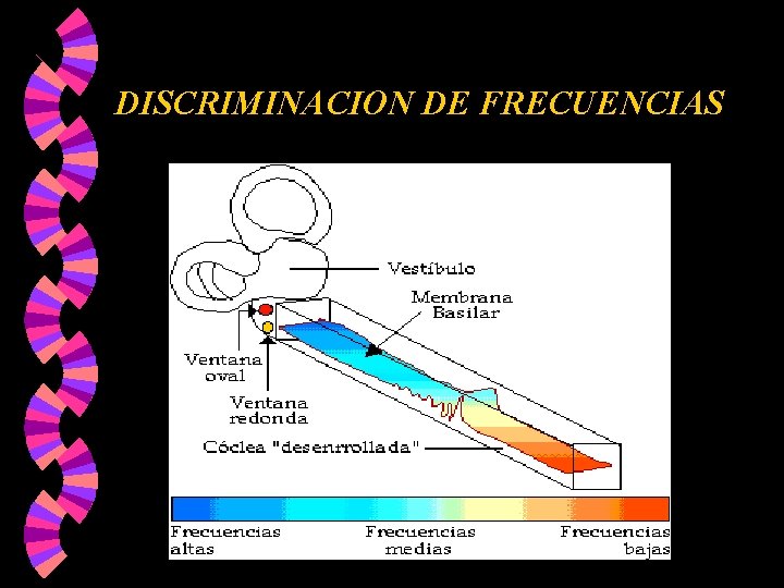 DISCRIMINACION DE FRECUENCIAS DISCRIMINACION DE FRECUENCIAS