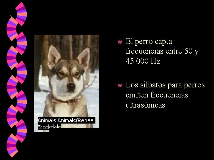 w El perro capta frecuencias entre 50 y 45. 000 Hz w Los silbatos w El perro capta frecuencias entre 50 y 45. 000 Hz w Los silbatos