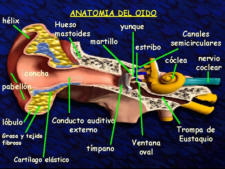 ANATOMIA DEL OIDO Hueso yunque mastoides martillo estribo hélix Canales semicirculares cóclea concha nervio ANATOMIA DEL OIDO Hueso yunque mastoides martillo estribo hélix Canales semicirculares cóclea concha nervio