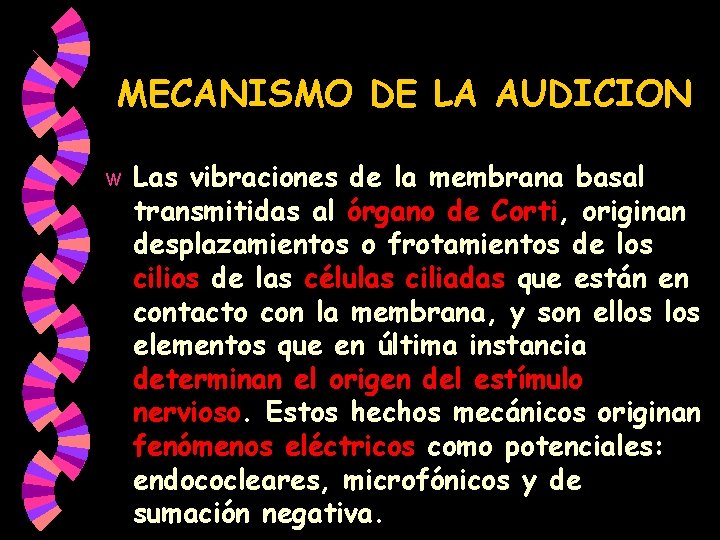 MECANISMO DE LA AUDICION w Las vibraciones de la membrana basal transmitidas al órgano MECANISMO DE LA AUDICION w Las vibraciones de la membrana basal transmitidas al órgano