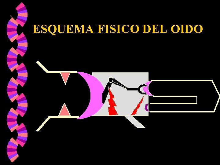 ESQUEMA FISICO DEL OIDO ESQUEMA FISICO DEL OIDO