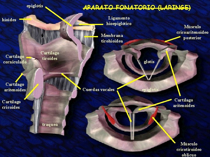 epiglótis APARATO FONATORIO (LARINGE) Ligamento hioepiglótico hioides Músculo cricoaritenoideo posterior Membrana tirohioidea Cartílago corniculado epiglótis APARATO FONATORIO (LARINGE) Ligamento hioepiglótico hioides Músculo cricoaritenoideo posterior Membrana tirohioidea Cartílago corniculado