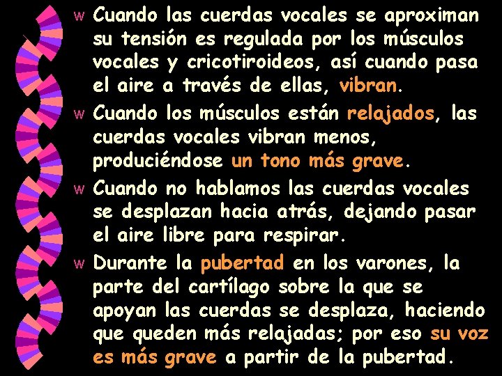 Cuando las cuerdas vocales se aproximan su tensión es regulada por los músculos vocales Cuando las cuerdas vocales se aproximan su tensión es regulada por los músculos vocales