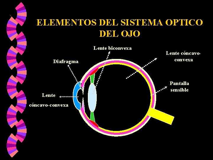 ELEMENTOS DEL SISTEMA OPTICO DEL OJO Lente biconvexa Diafragma Lente cóncavo-convexa Lente cóncavoconvexa Pantalla ELEMENTOS DEL SISTEMA OPTICO DEL OJO Lente biconvexa Diafragma Lente cóncavo-convexa Lente cóncavoconvexa Pantalla