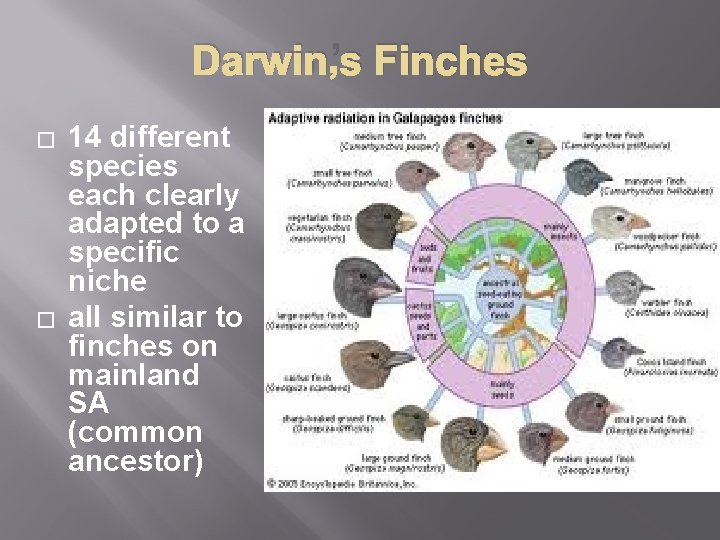 Darwin’s Finches � � 14 different species each clearly adapted to a specific niche