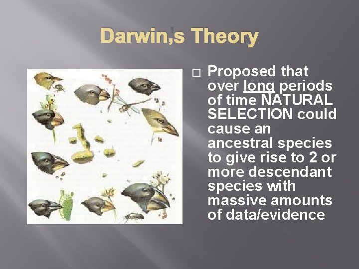 Darwin’s Theory � Proposed that over long periods of time NATURAL SELECTION could cause