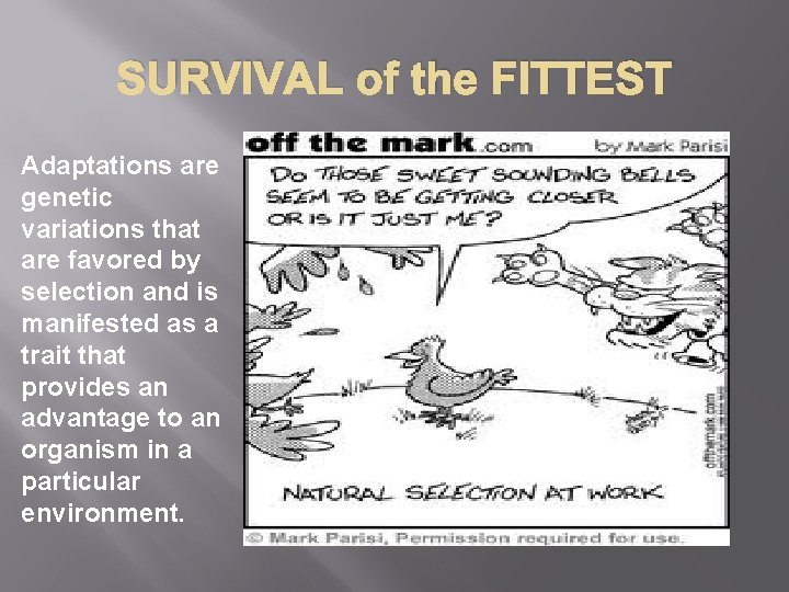 SURVIVAL of the FITTEST Adaptations are genetic variations that are favored by selection and