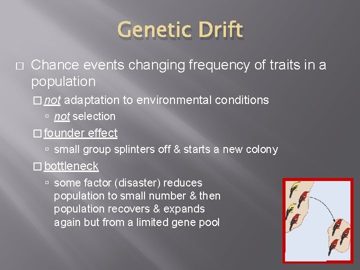 Genetic Drift � Chance events changing frequency of traits in a population � not