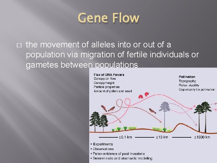 Gene Flow � the movement of alleles into or out of a population via