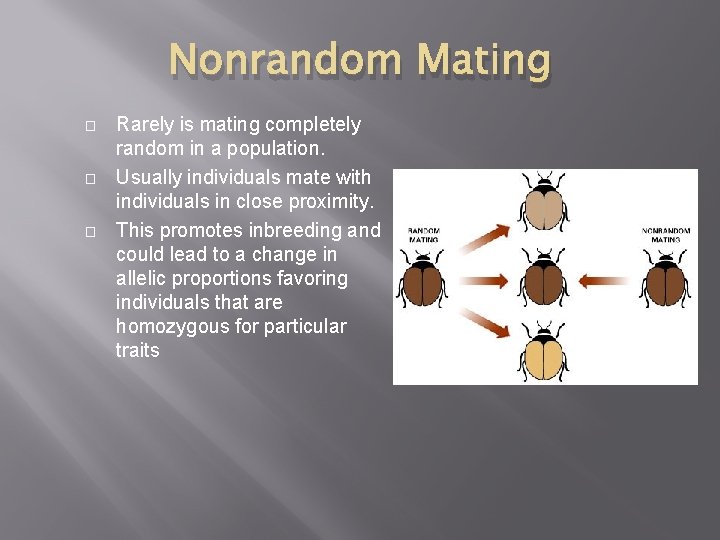 Nonrandom Mating � � � Rarely is mating completely random in a population. Usually