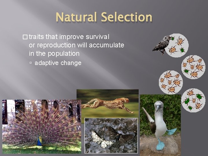 Natural Selection � traits that improve survival or reproduction will accumulate in the population