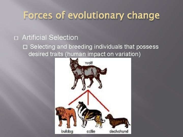 Forces of evolutionary change � Artificial Selection � Selecting and breeding individuals that possess