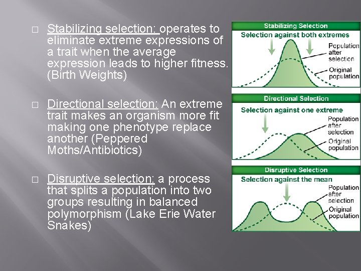 � Stabilizing selection: operates to eliminate extreme expressions of a trait when the average