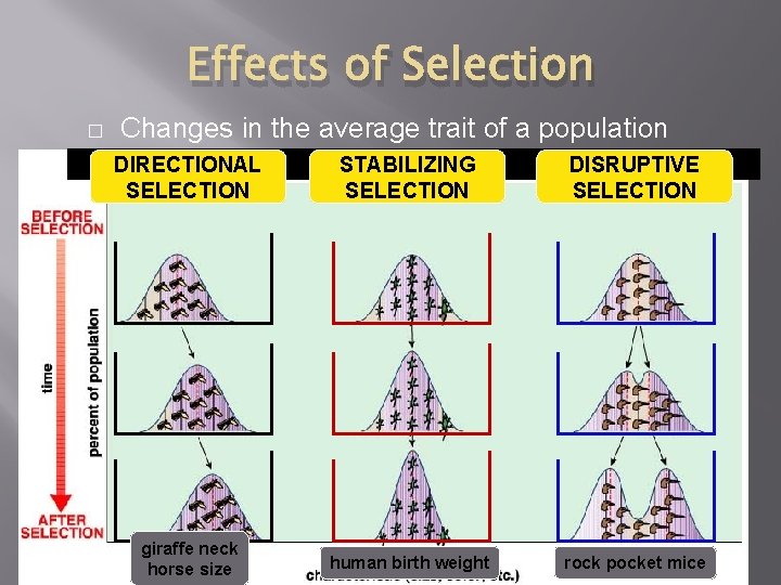 Effects of Selection � Changes in the average trait of a population DIRECTIONAL SELECTION