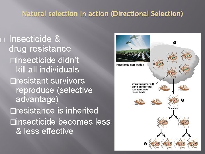 � Natural selection in action (Directional Selection) Insecticide & drug resistance �insecticide didn’t kill