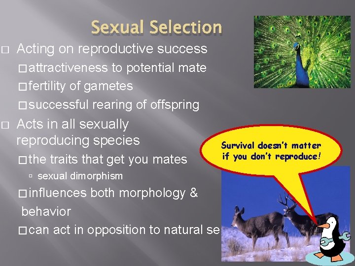 Sexual Selection � Acting on reproductive success � attractiveness to potential mate � fertility