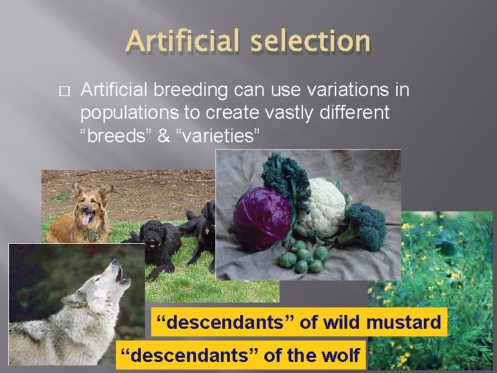 Artificial selection � Artificial breeding can use variations in populations to create vastly different