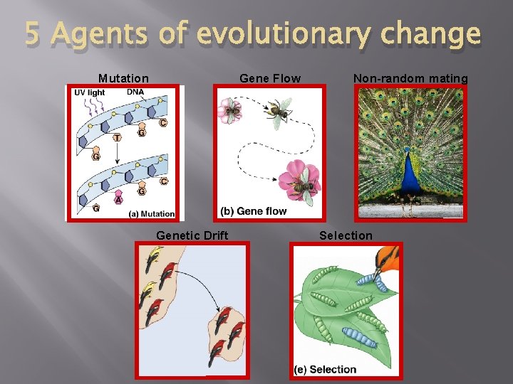 5 Agents of evolutionary change Mutation Gene Flow Genetic Drift Non-random mating Selection 