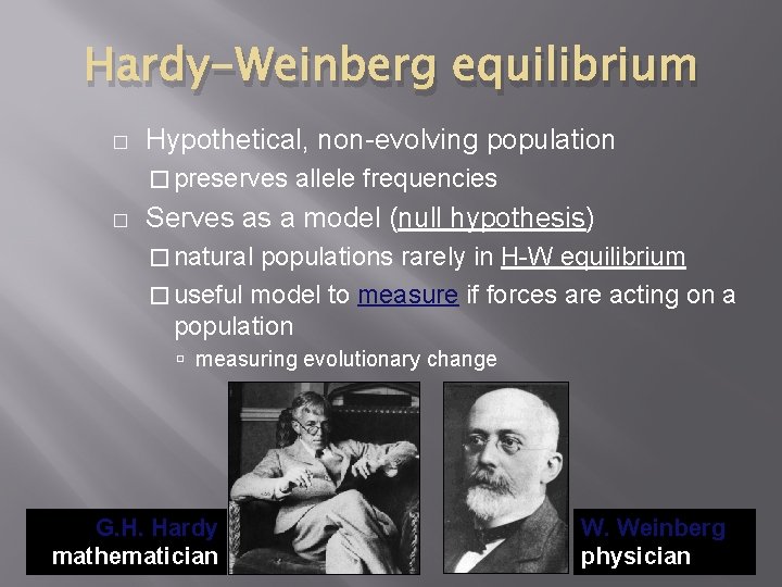 Hardy-Weinberg equilibrium � Hypothetical, non-evolving population � preserves � allele frequencies Serves as a