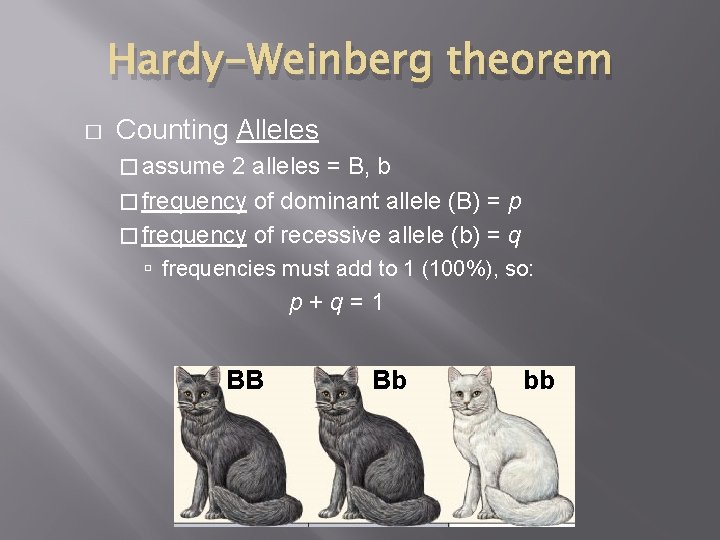 Hardy-Weinberg theorem � Counting Alleles � assume 2 alleles = B, b � frequency