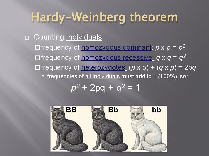 Hardy-Weinberg theorem � Counting Individuals � frequency of homozygous dominant: p x p =