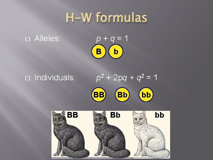 H-W formulas � Alleles: p+q=1 B � Individuals: p 2 + 2 pq +