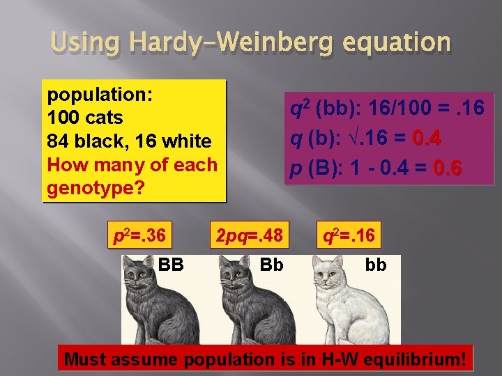 Using Hardy-Weinberg equation population: 100 cats 84 black, 16 white How many of each