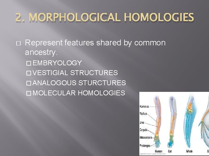 2. MORPHOLOGICAL HOMOLOGIES � Represent features shared by common ancestry. � EMBRYOLOGY � VESTIGIAL
