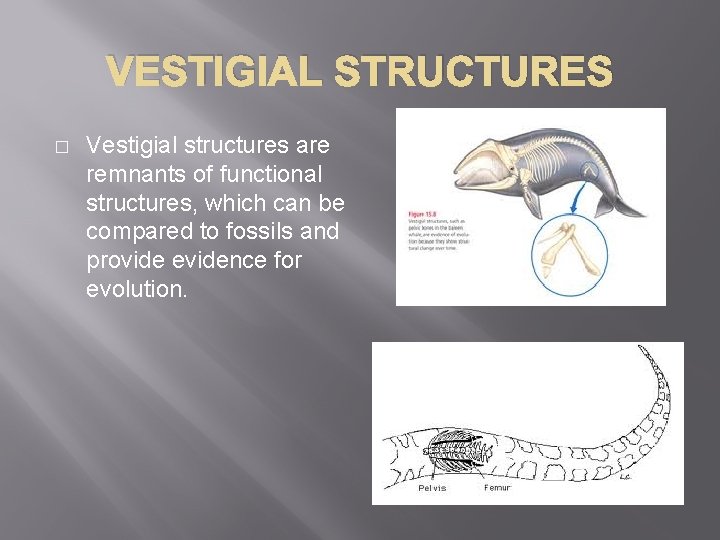 VESTIGIAL STRUCTURES � Vestigial structures are remnants of functional structures, which can be compared