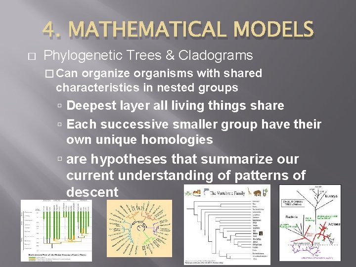 4. MATHEMATICAL MODELS � Phylogenetic Trees & Cladograms � Can organize organisms with shared