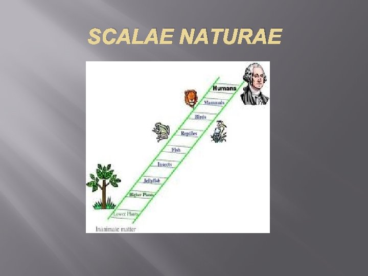 SCALAE NATURAE 