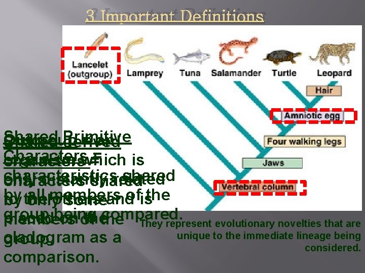 3 Important Definitions Shared Outgroup = an Shared Primitive derived Characters organism is characterswhich