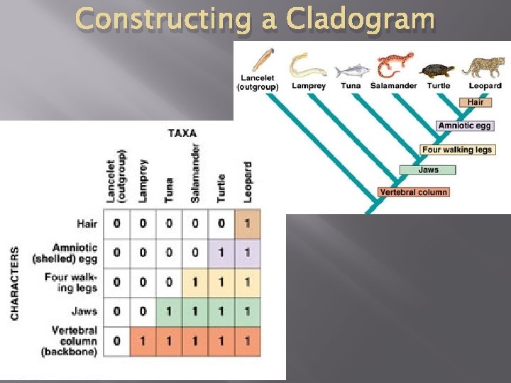 Constructing a Cladogram 