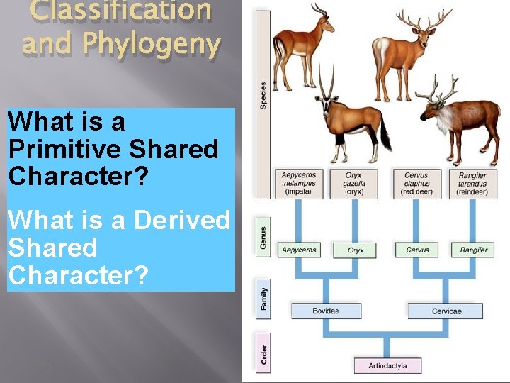 Classification and Phylogeny What is a Primitive Shared Character? What is a Derived Shared