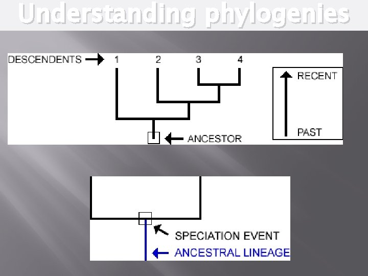 Understanding phylogenies 